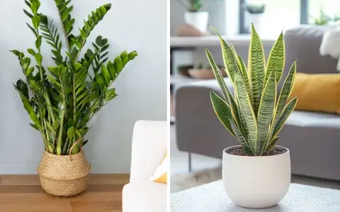 Plantas para pasillos con poca luz: 3 opciones resistentes que transforman el espacio