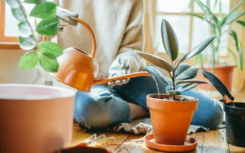 La planta que supera a la lengua de suegra y es ideal para el living en otoño La planta que supera a la lengua de suegra y es ideal para el living en otoño