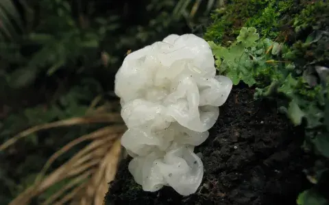 Tremella: el hongo hidratante que se convirtió en el nuevo aliado de la salud de la piel y del cerebro