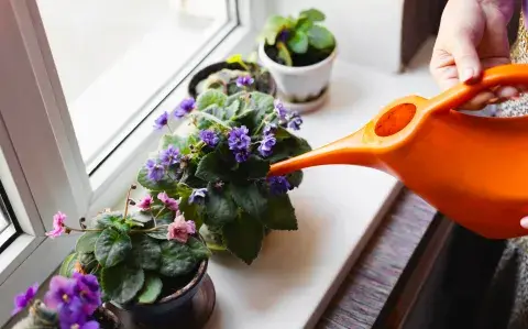 Patios de invierno con poco presupuesto: 6 plantas para renovar tu patio