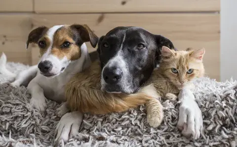 Mascotas en invierno: los cuidados que recomiendan los especialistas Mascotas en invierno: los cuidados que recomiendan los especialistas