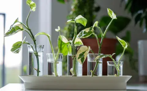 3 plantas ideales para propagar en agua y llenar tu casa de verde 3 plantas ideales para propagar en agua y llenar tu casa de verde