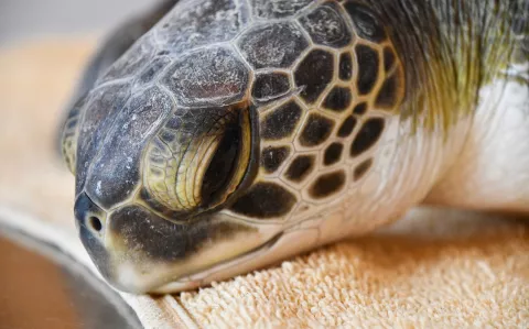 Un emotivo video muestra cómo 6 tortugas vuelven al mar después de ser rescatadas