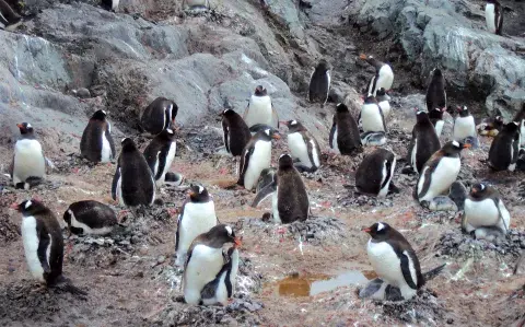 ¿Por qué el 5 de junio se celebra el Día Mundial del Medio Ambiente?