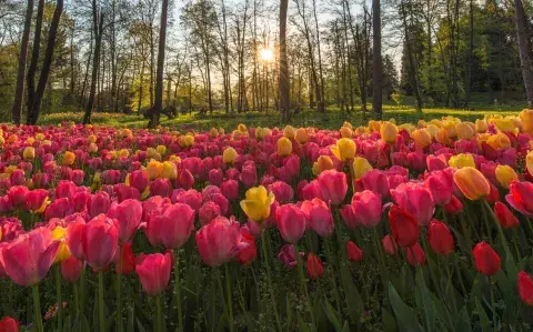 La ruta de los tulipanes en Holanda, uno de los destinos más instagrameables