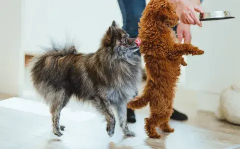 ¿Qué alimentos dañan la salud de tus mascotas?