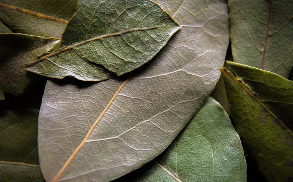 Esta es la razón de por qué deberías poner hojas de laurel debajo de la cama.