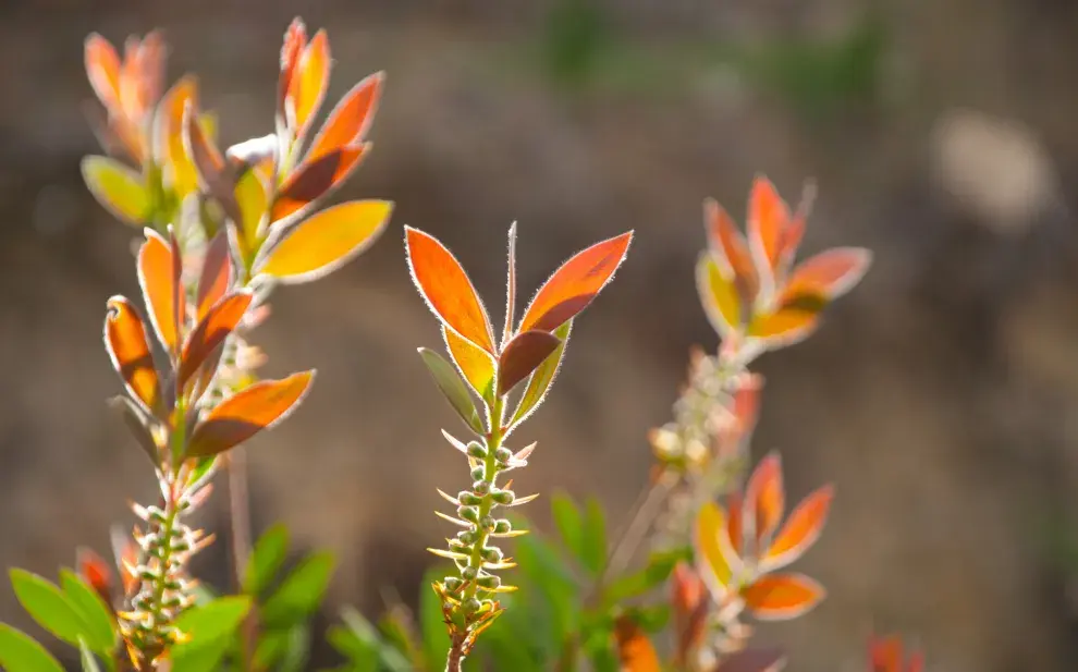 La planta Eugenia sorprende con sus hojas que cambian de color según la temporada