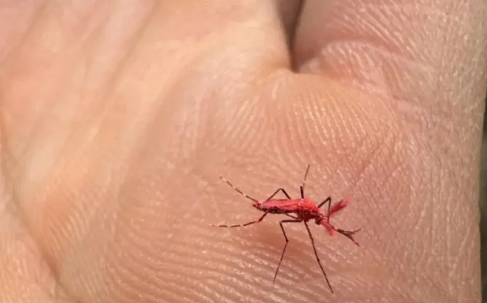 Crearon mosquitos rojos para combatir el dengue 