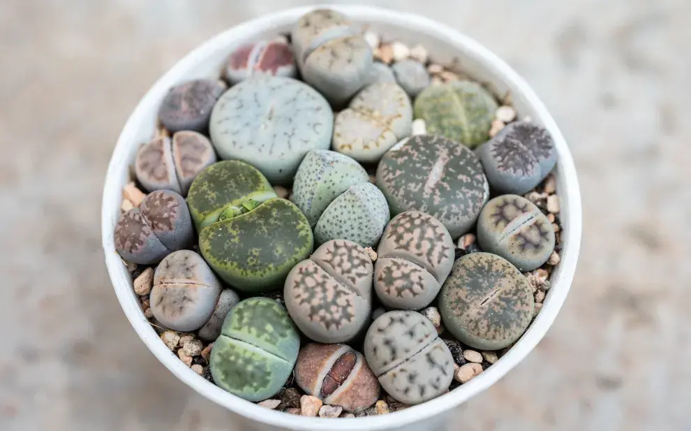 De formas y colores increíbles, los lithops se camuflan con el reino mineral.