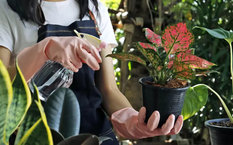 Para cuidar tus plantas es necesario que cuenten con suelos bien drenados y la luz justa y necesaria. 