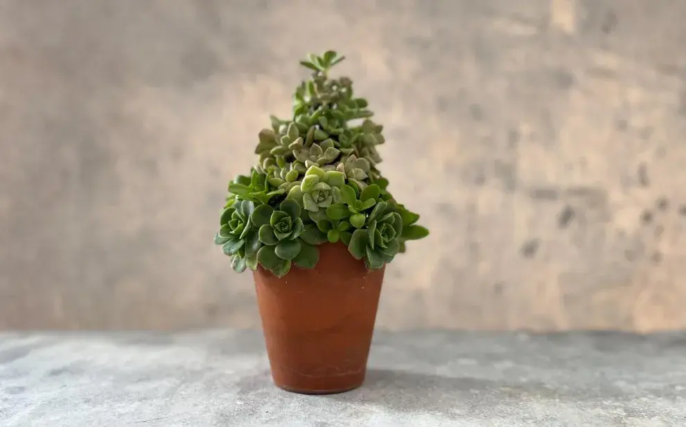 Cómo hacer un árbol de Navidad con suculentas 