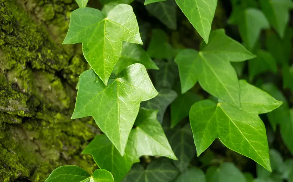 La hiedra común (Hedera helix) 