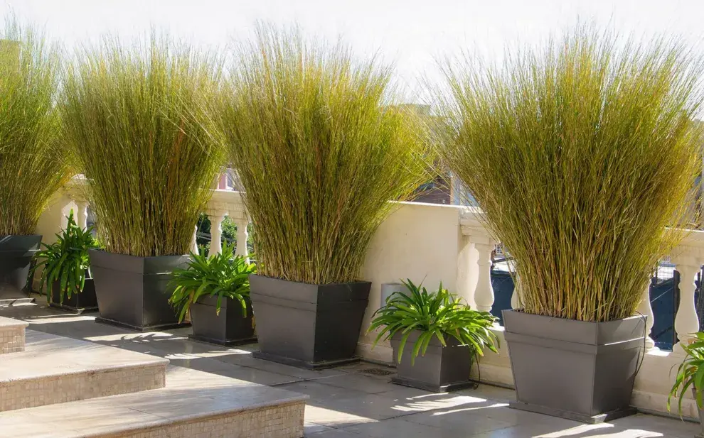 Las suculentas no son la única opción para cultivar en espacios ventosos, fijate qué buenas opciones dan las gramíneas.