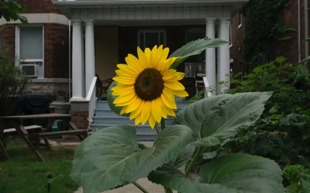 En canteros, en macetas o directamente en tierra, podés sembrar girasoles.