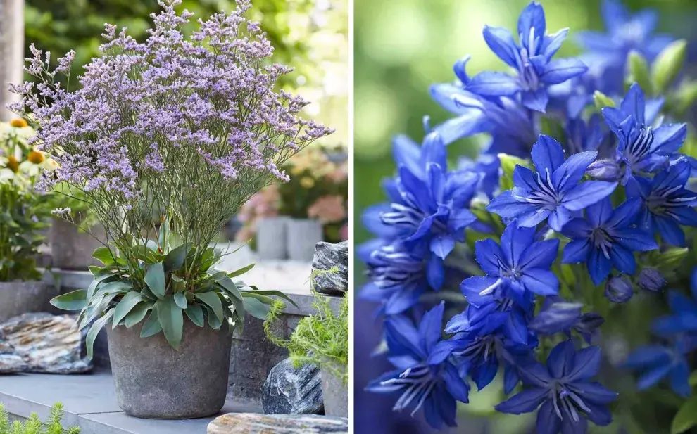 Tener un jardín con flores violetas hará que tu casa se vea más elegante