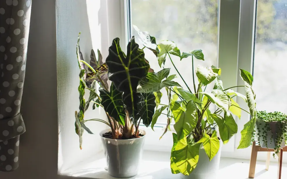 El feng shui da una guía de cuáles plantas tener en casa y cuáles no.