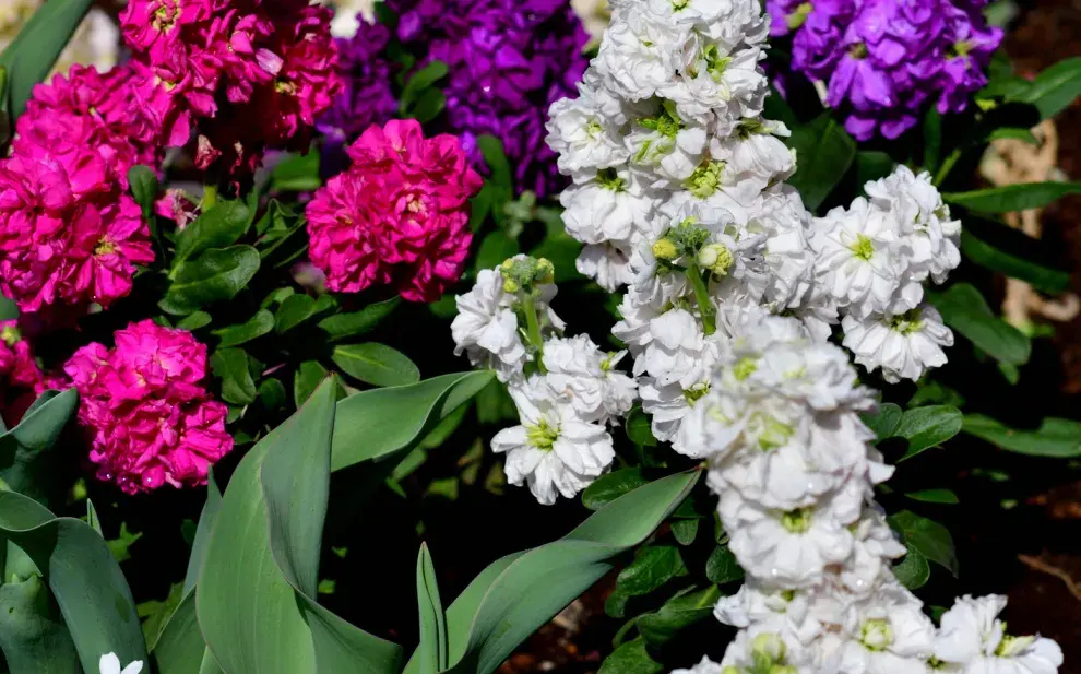 Alelíes, una de las flores ideales para el invierno.