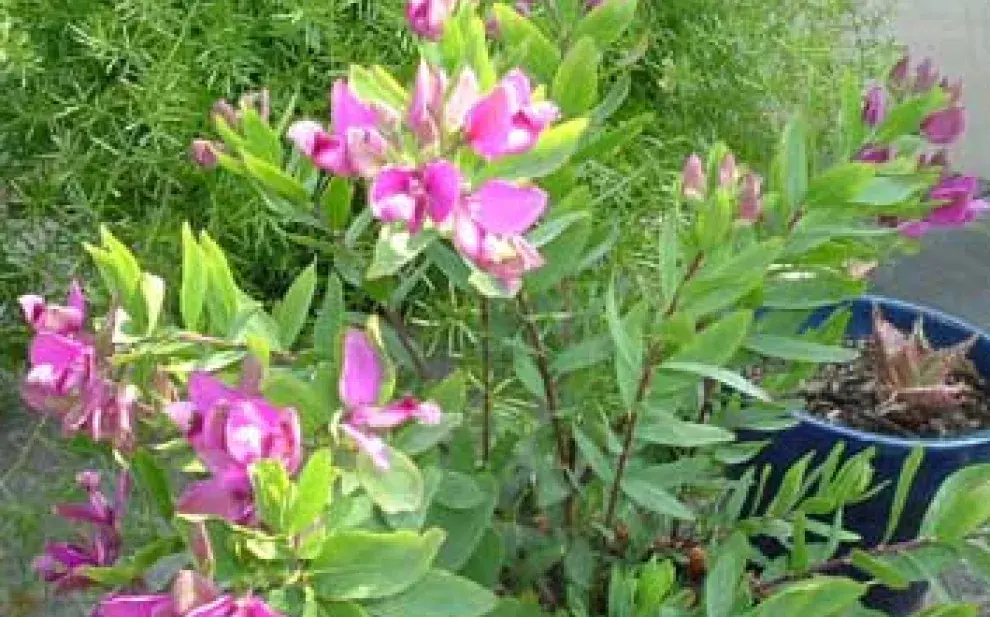 Polígala, la planta de muchas flores y fácil de cuidar.