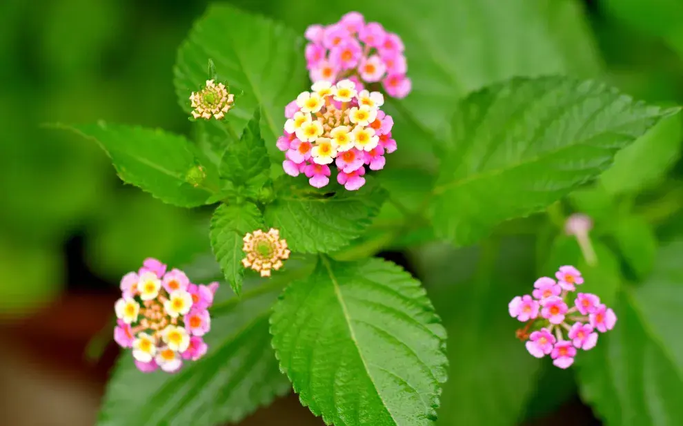 Lantana, la flor que cambia de color en invierno y resiste todo.