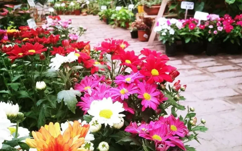 Dónde comprar plantas de interior baratas en CABA: viveros recomendados en el barrio de Flores