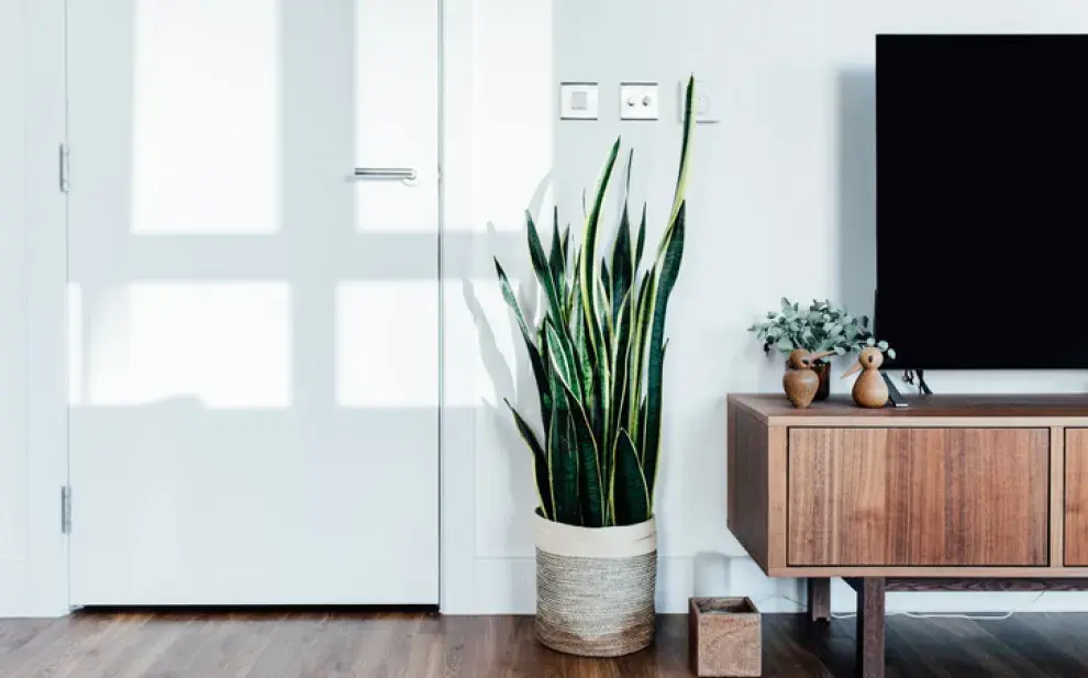  La Lengua de suegra necesita riego moderado, regular y sin encharcamiento.