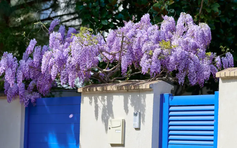 Las glicinas tardan en florecer, pero cuando lo hacen transforman cualquier pérgola o muro en un espectáculo de color y perfume. 