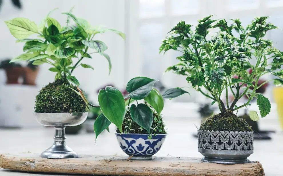 Jardines en miniatura: la tendencia verde que transforma balcones y rincones