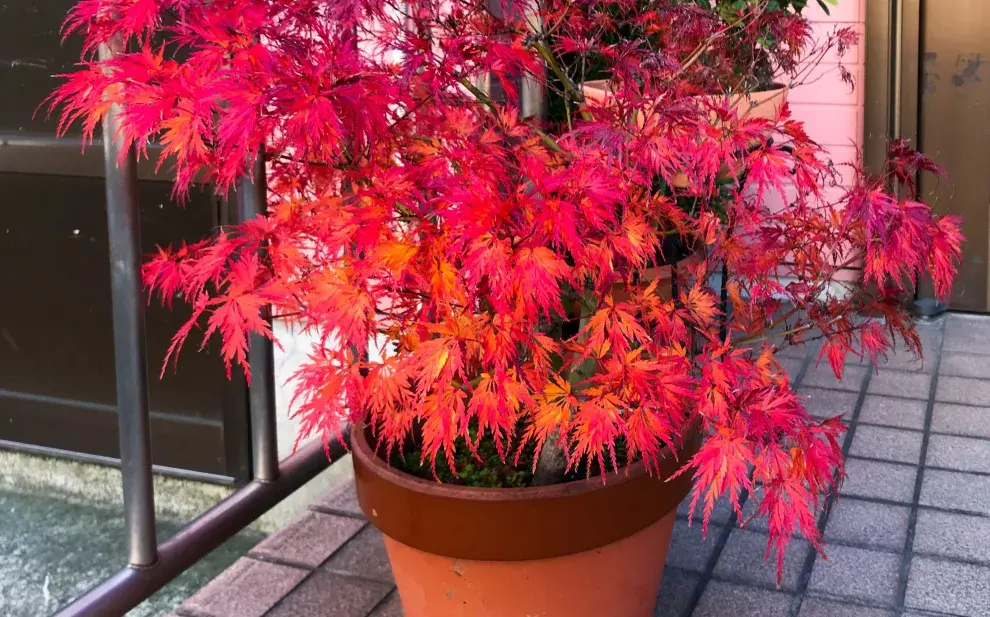 El árbol perfecto para sumar color a balcones y terrazas de pocos metros