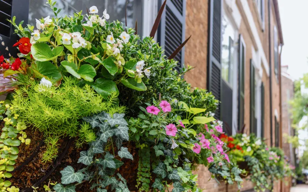 Balcones de verano: cómo lograr un balcón con cascada de flores
