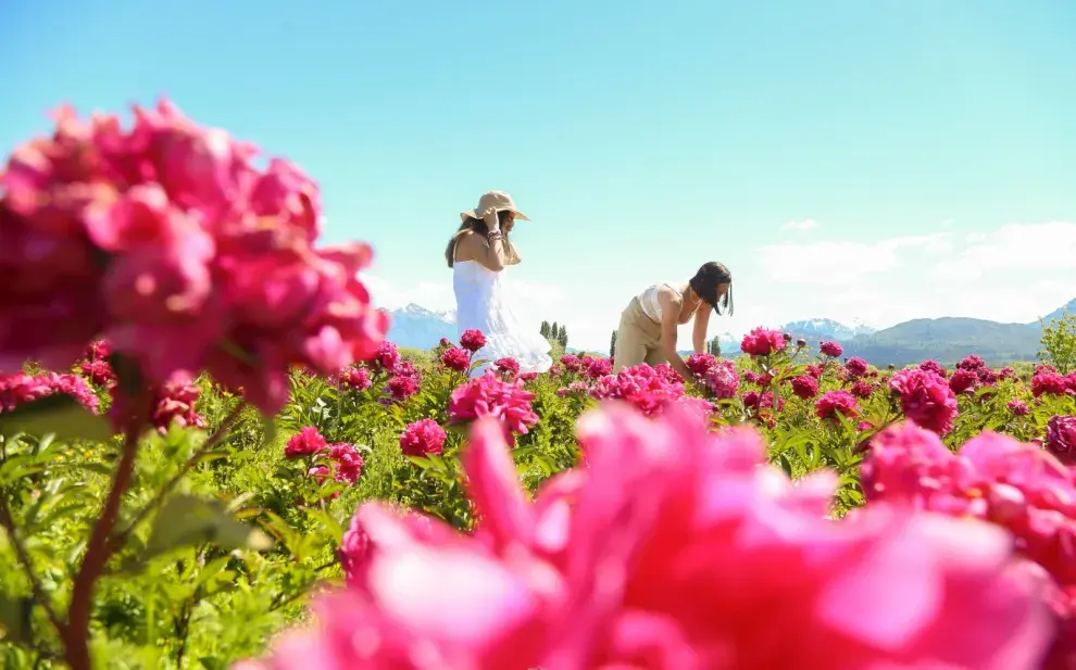 cultivo de peonias en Patagonia.