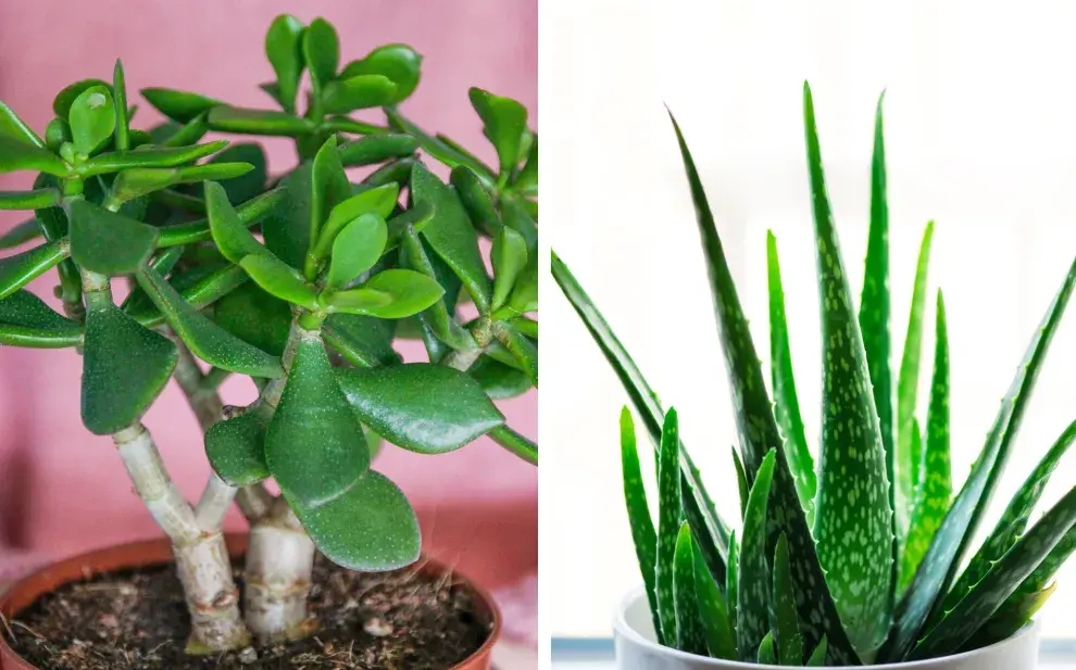 sta planta exótica y sin espinas vuelve a convertirse en furor durante las fiestas: fácil de cuidar, decorativa y perfecta para sumar color en interiores.