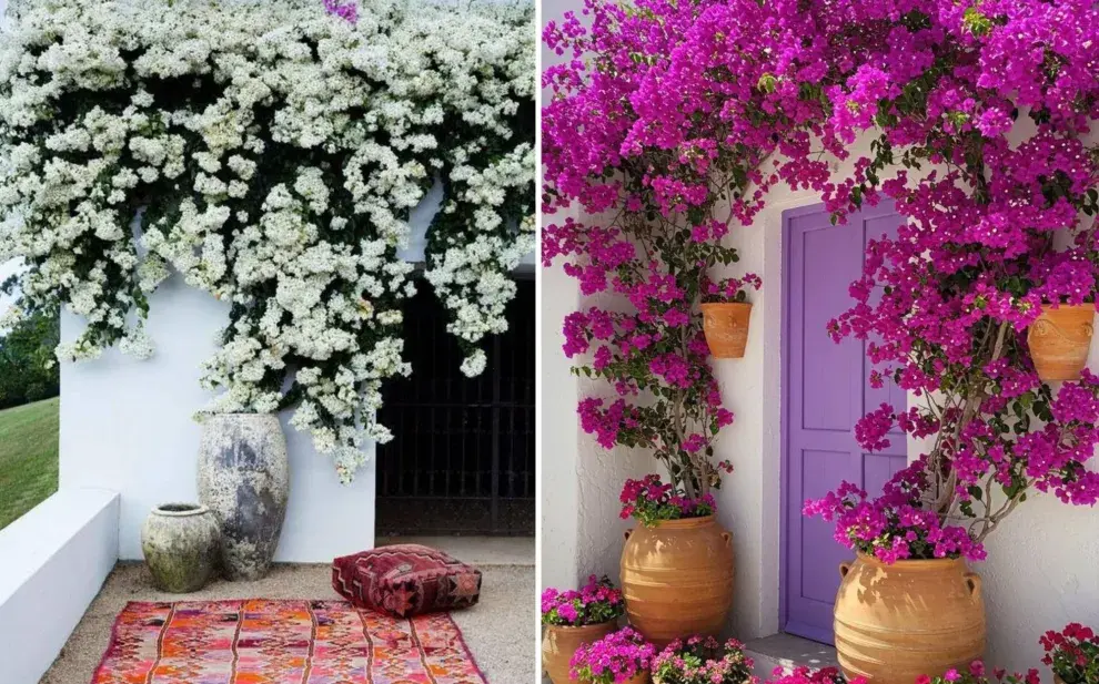 El árbol perfecto para sumar color en un mini patio o balcón