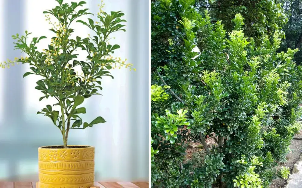 Los árboles son verdaderos pulmones verdes y, además, aportan un gran valor ornamental a cualquier espacio exterior.