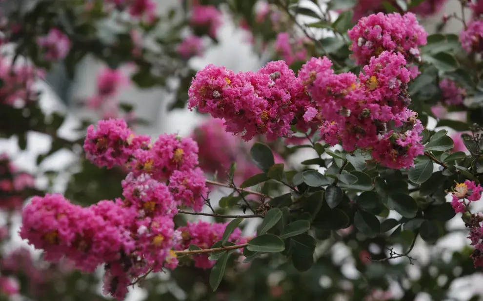 El árbol perfecto para dar media sombra y color en patios pequeños