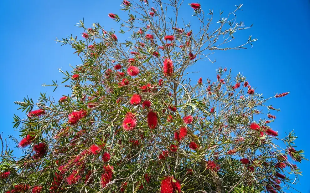 La Melaleuca es conocida por sus aceites esenciales con propiedades medicinales, especialmente la especie alternifolia, famosa por el aceite de árbol de té.