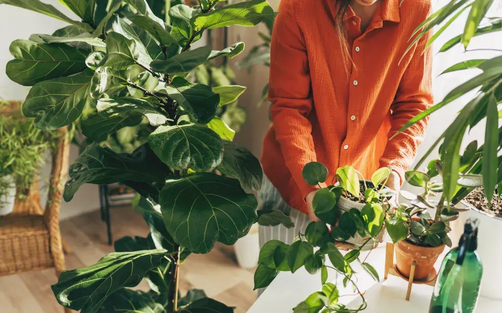 El mini frutal que podés tener aunque vivas en un monoambiente