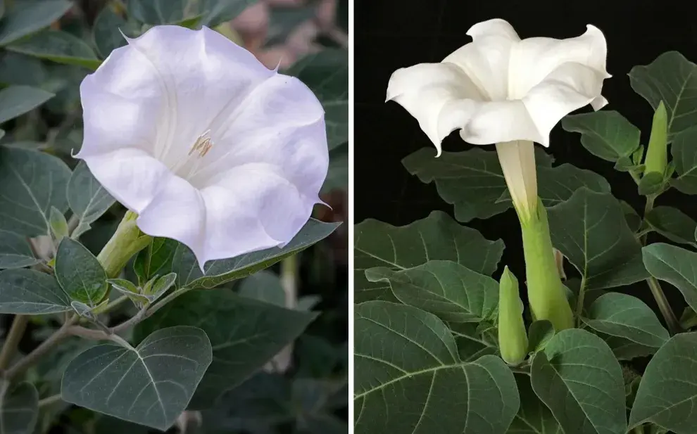 Esta trepadora no solo ocupa poco espacio, sino que además perfuma el aire por la noche, aportando una experiencia sensorial muy especial en el jardín o la terraza.