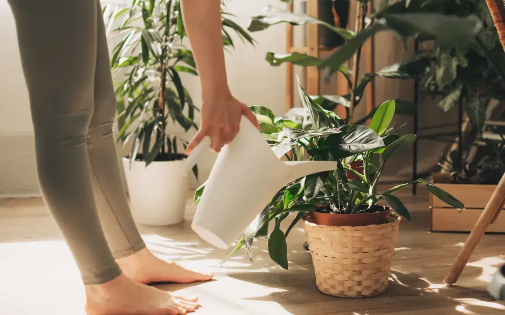 La naturaleza tiene un secreto que los amantes de la jardinería ya intuimos: las plantas no solo embellecen nuestros espacios, también transforman el aire que respiramos.