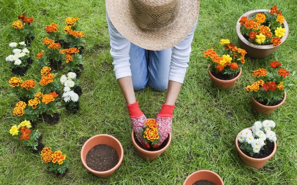 Tres plantas ideales para sembrar en enero y lograr un jardín lleno de flores