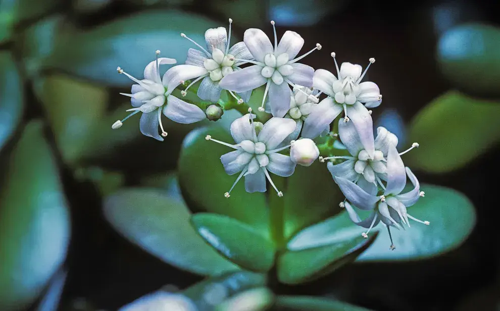Si tu árbol de jade comienza a florecer, los expertos en Feng Shui aconsejan agradecer simbólicamente ese momento, seguir cuidándolo con dedicación y no cambiarlo de lugar.