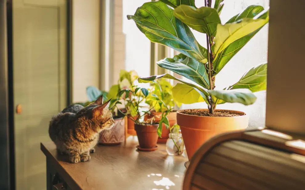 Las plantas no solo embellecen los espacios: también influyen en nuestro bienestar emocional y en la energía del hogar.