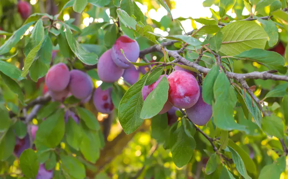 Ideal para casas chicas: el árbol que no levanta raíces y da frutos todo el verano