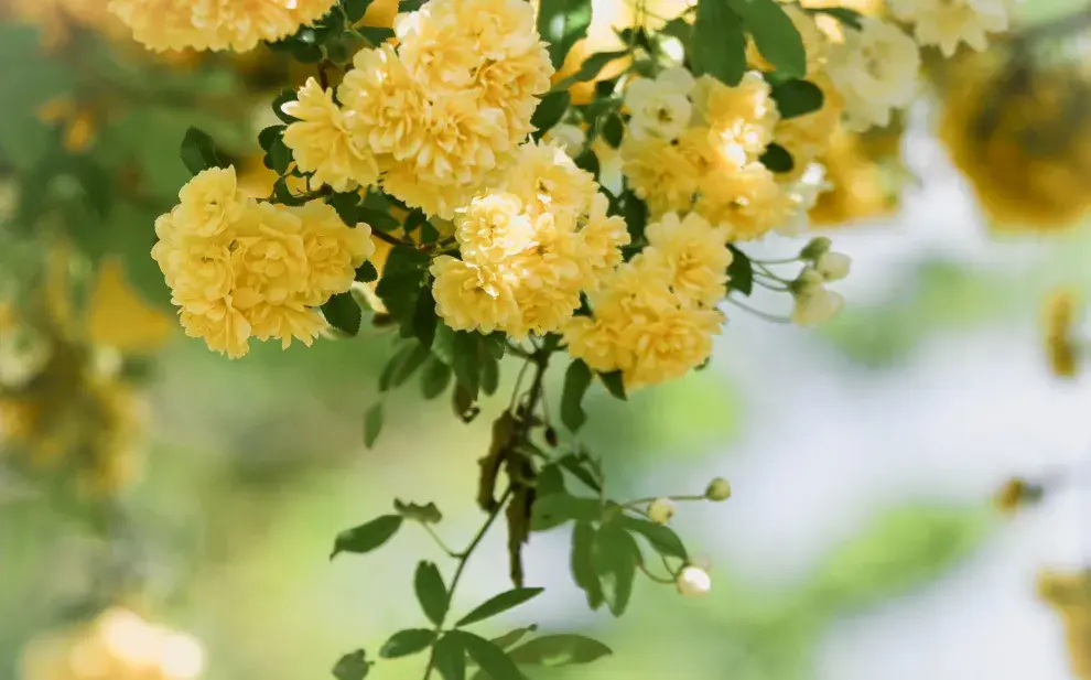 El rosal de Banksia puede crecer con gran vigor, por lo que conviene podar después de la floración.