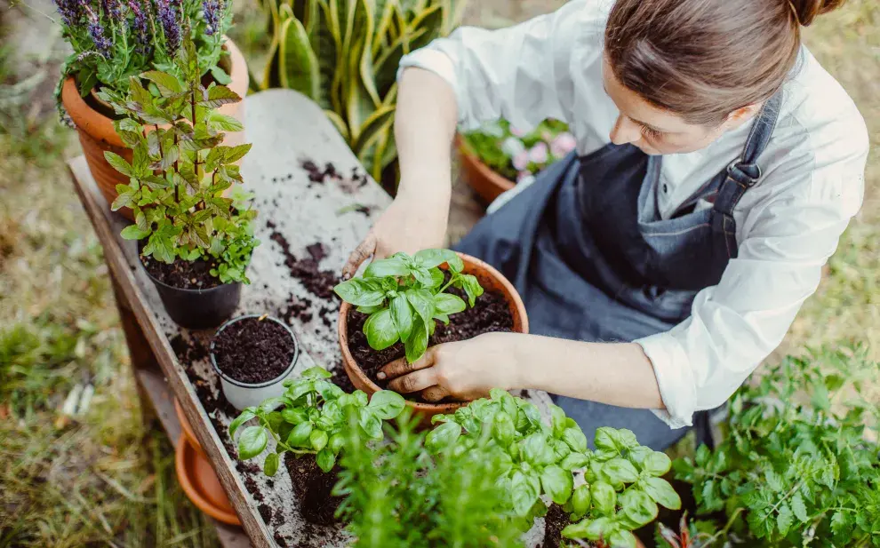 El lemonading se perfila como una tendencia clave en paisajismo: una actitud que invita a rediseñar nuestros jardines con ingenio, adaptabilidad y un profundo respeto por los ciclos naturales.