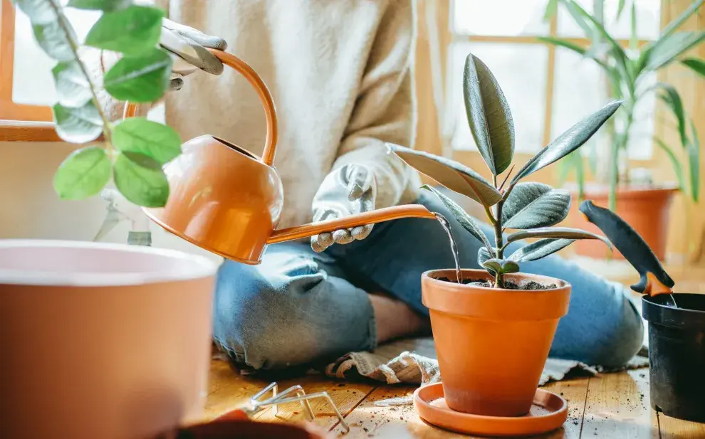 Este otoño, una especie empieza a desplazarla en livings y rincones de descanso por su estética más suave y su capacidad de adaptarse a espacios cálidos: el ficus elastica