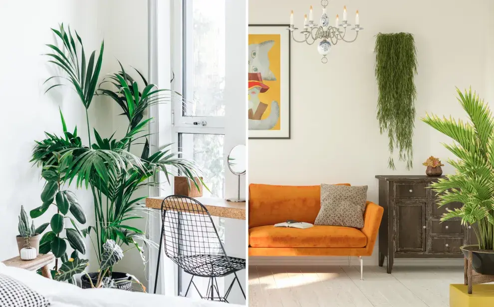 La guía definitiva para mantener plantas en un departamento chico.