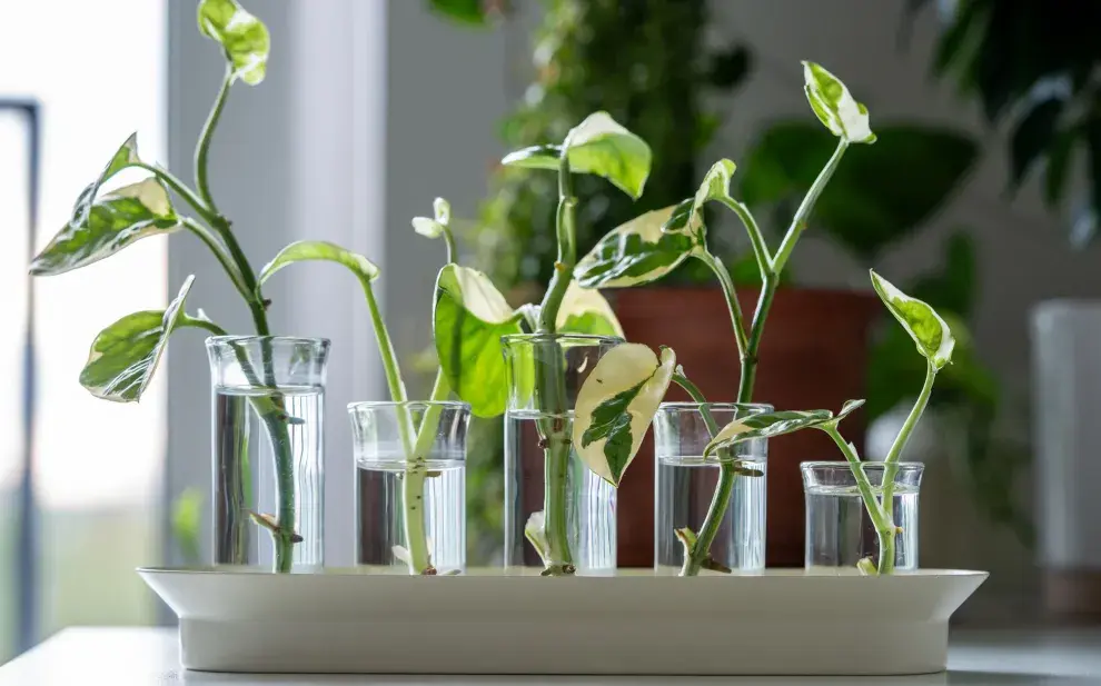 La propagación en agua es una de las formas más simples y económicas de multiplicar plantas en casa.