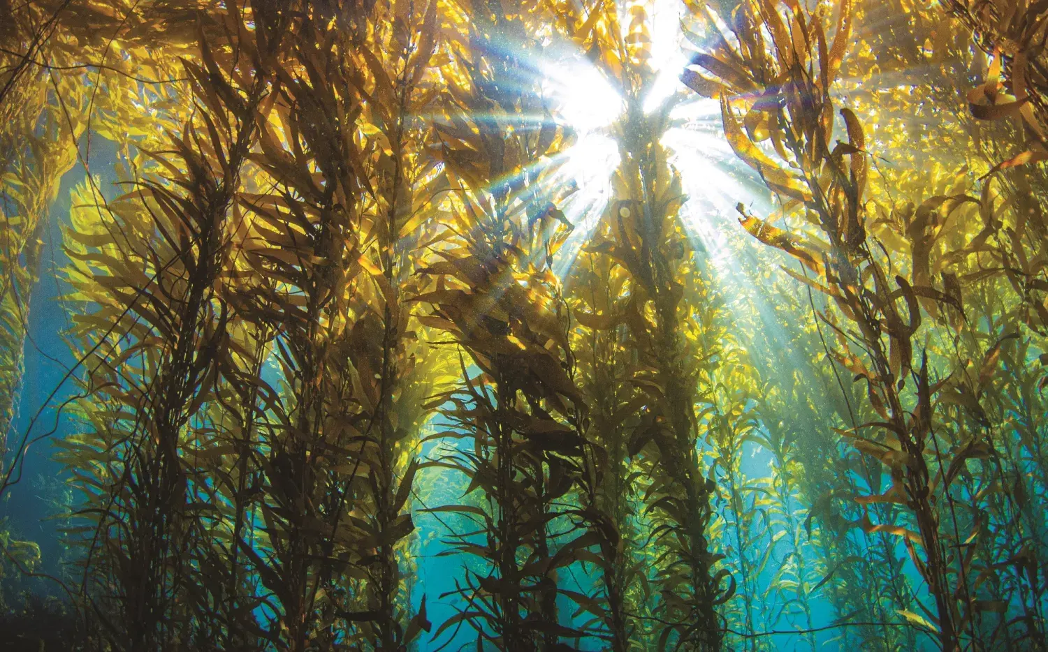 Todo lo que tenés que saber sobre el kelp