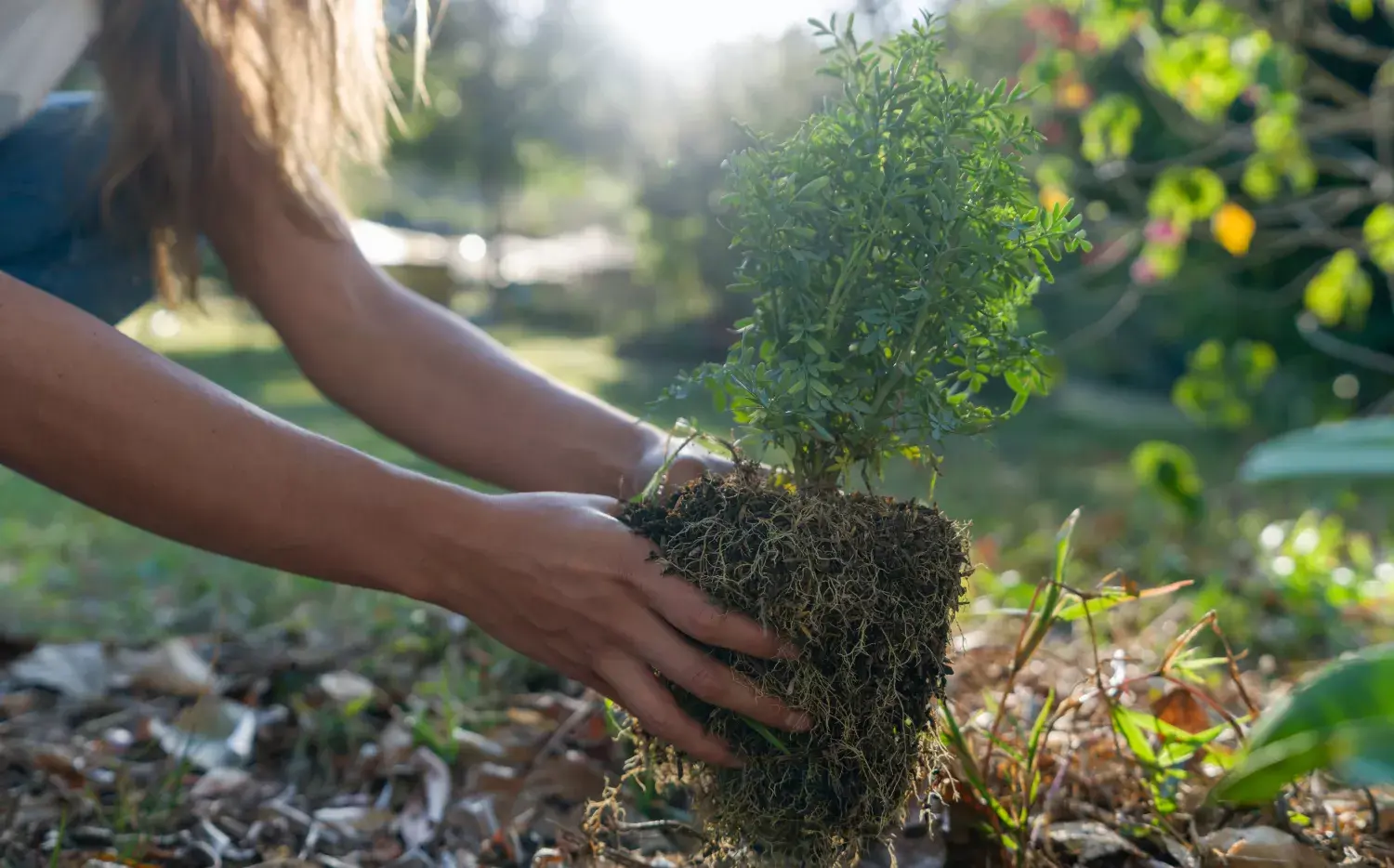 Quiero plantar un árbol: ¿dónde puedo sumarme?